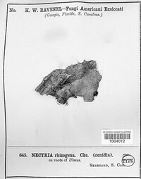 Nectria rhizogena image